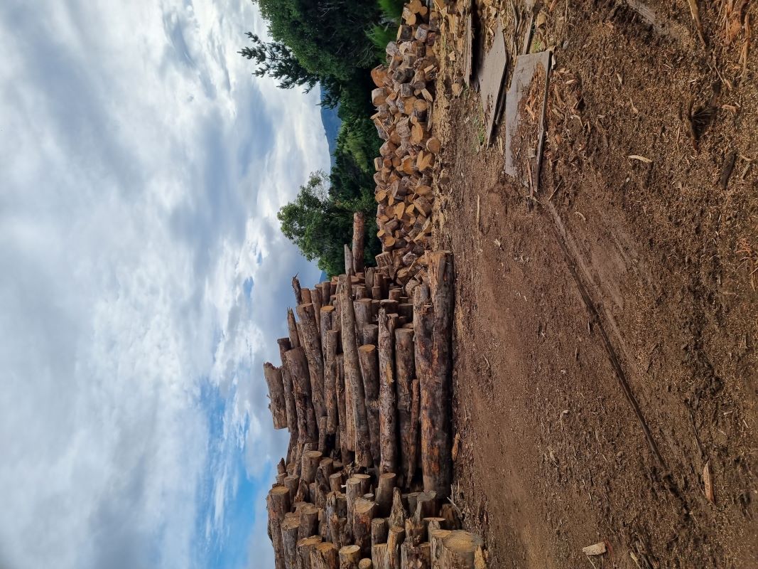 Multiple piles of logs and felled trees in an open space